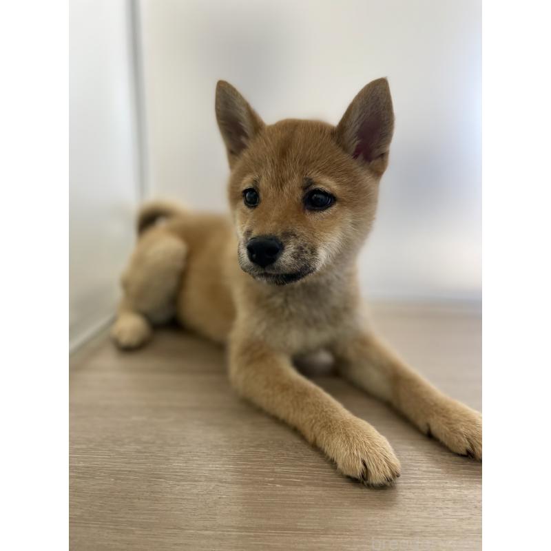 販売中の千葉県の柴犬-429496の6枚目