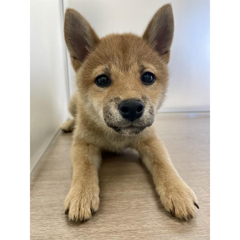 販売中の千葉県の柴犬-429496の5枚目