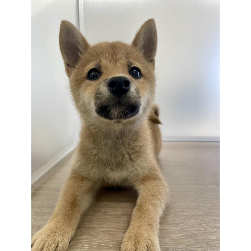 販売中の千葉県の柴犬-429496の4枚目