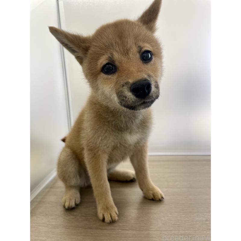 販売中の千葉県の柴犬-429496の3枚目