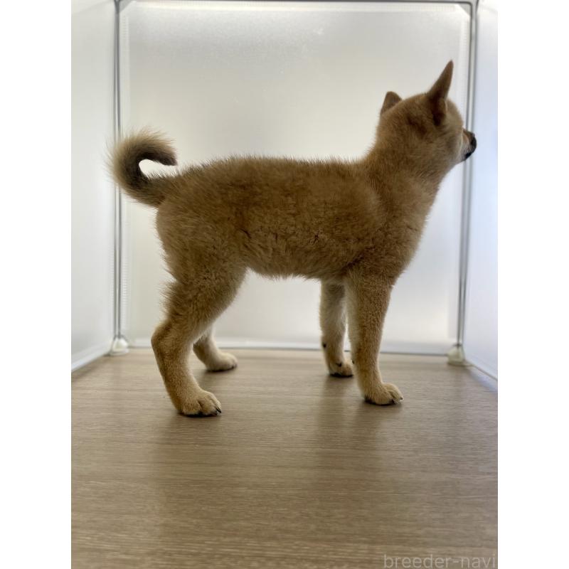 販売中の千葉県の柴犬-429496の2枚目