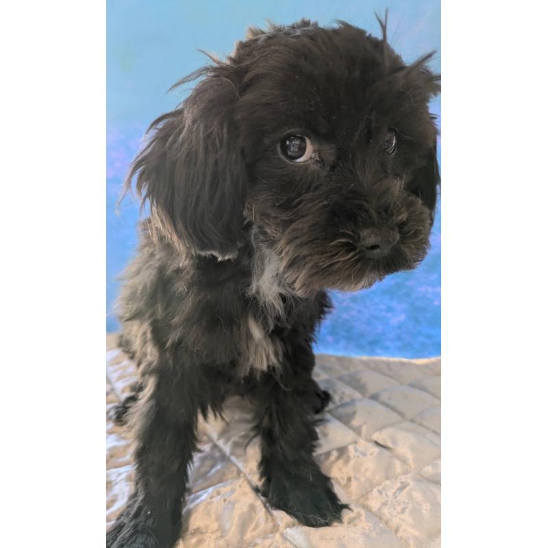 販売中の埼玉県のマルプー:マルチーズ×トイプードル-423329の10枚目