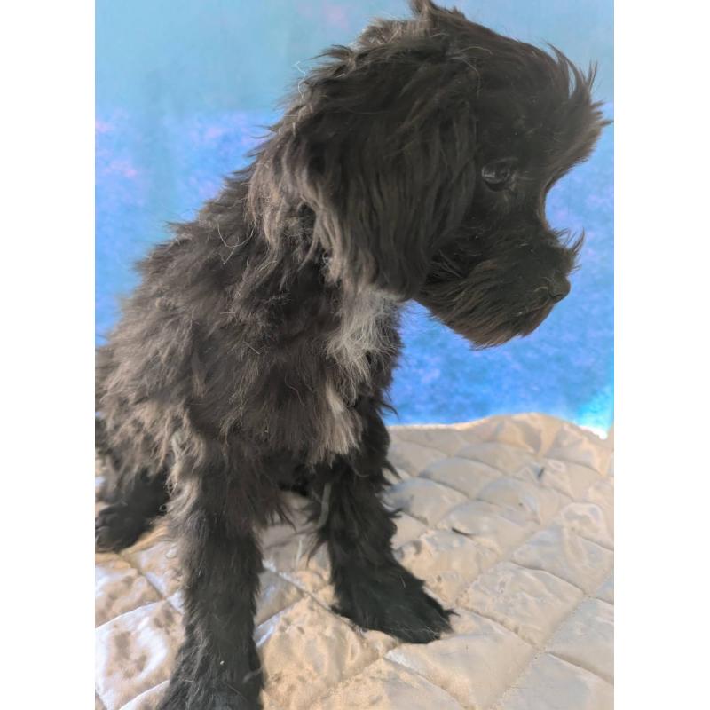 販売中の埼玉県のマルプー:マルチーズ×トイプードル-423329の9枚目