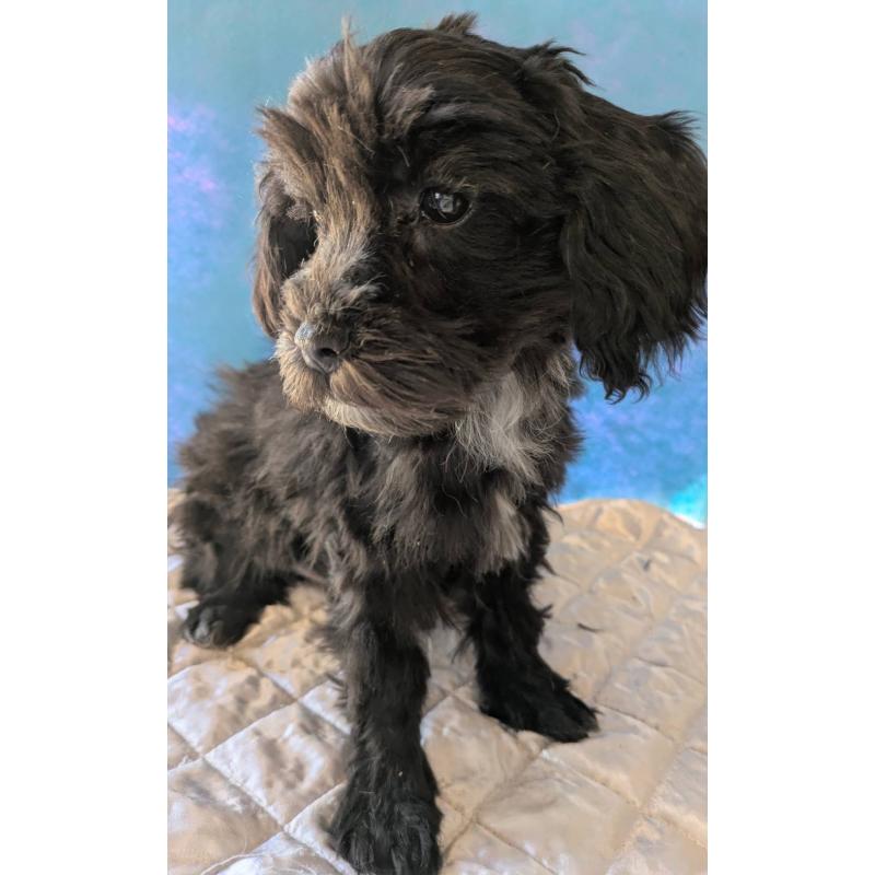 販売中の埼玉県のマルプー:マルチーズ×トイプードル-423329の8枚目