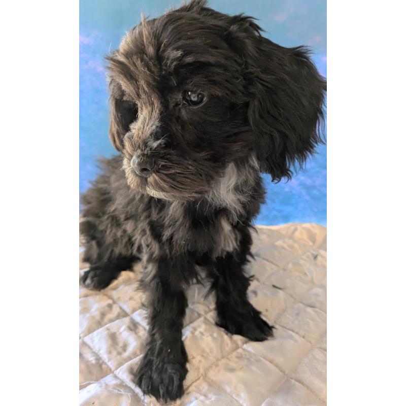 販売中の埼玉県のマルプー:マルチーズ×トイプードル-423329の7枚目