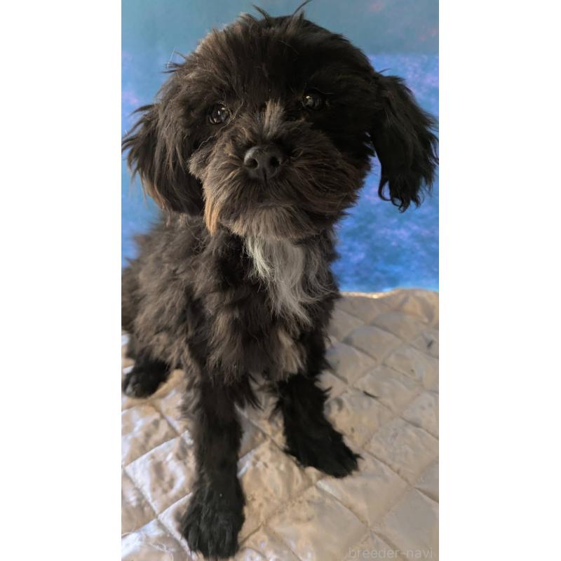 販売中の埼玉県のマルプー:マルチーズ×トイプードル-423329の6枚目