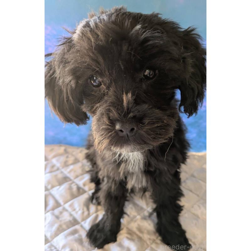 販売中の埼玉県のマルプー:マルチーズ×トイプードル-423329の5枚目