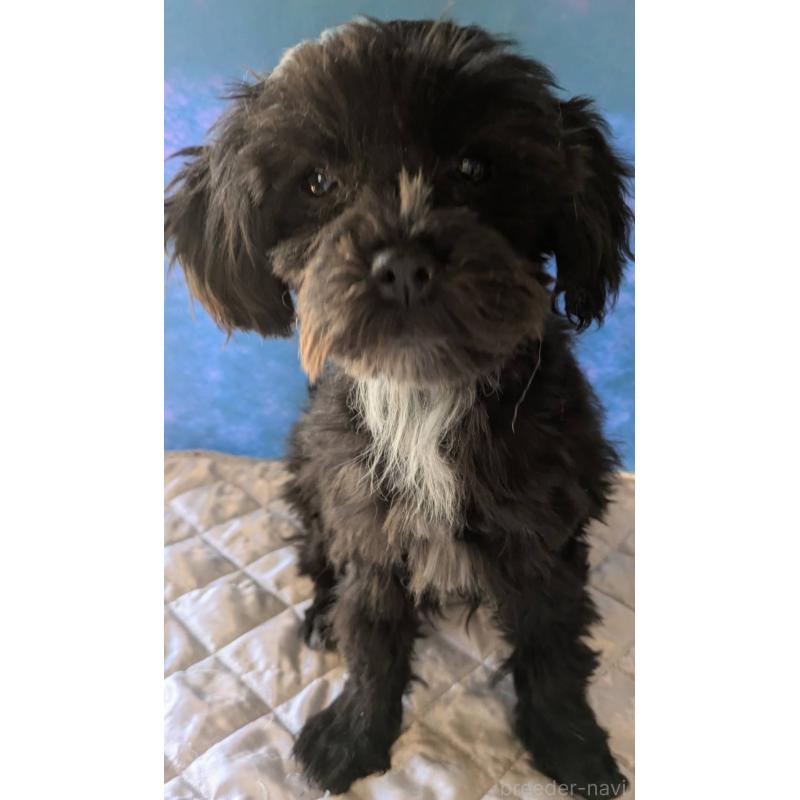 販売中の埼玉県のマルプー:マルチーズ×トイプードル-423329の4枚目