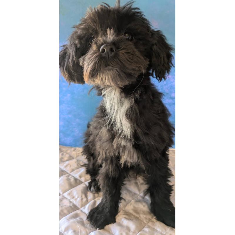 販売中の埼玉県のマルプー:マルチーズ×トイプードル-423329の3枚目