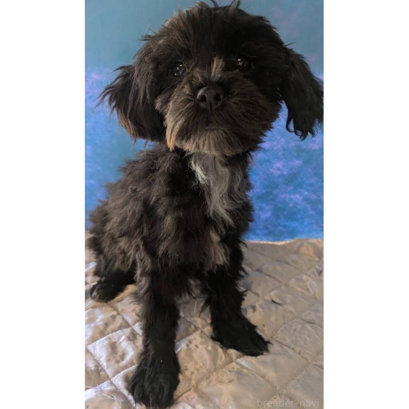 販売中の埼玉県のマルプー:マルチーズ×トイプードル-423329の2枚目