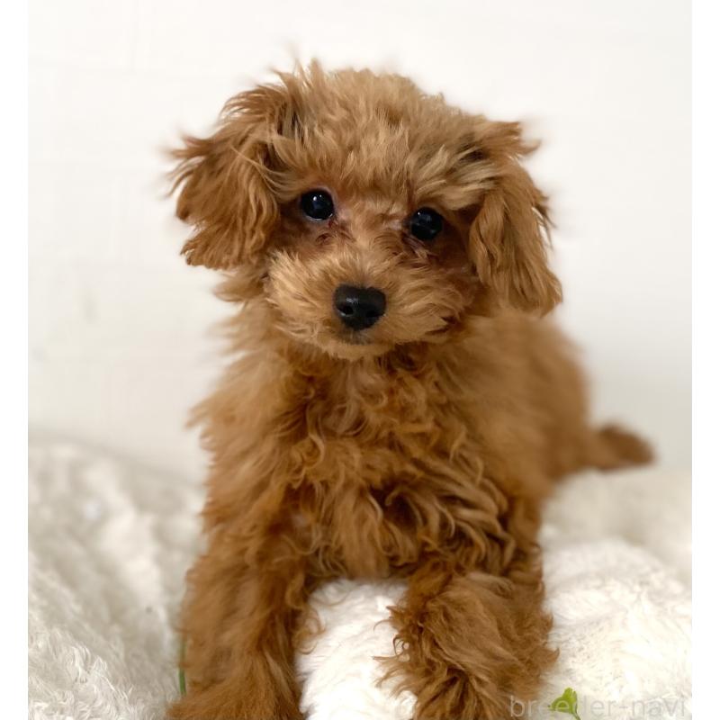 販売中の静岡県のトイプードル-437360の4枚目