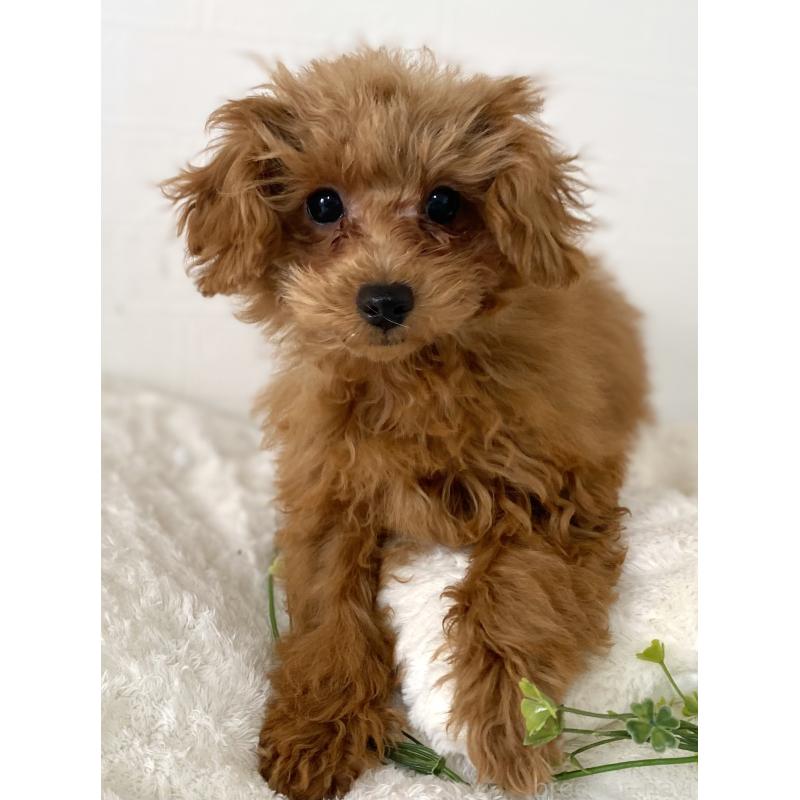 販売中の静岡県のトイプードル-437360の3枚目