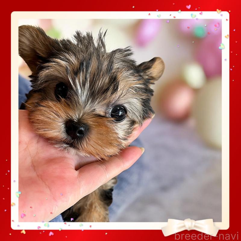 成約済ののヨークシャーテリア-436632