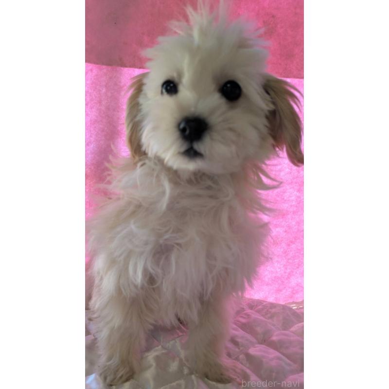 販売中の埼玉県のマルプー:マルチーズ×トイプードル-423399の19枚目