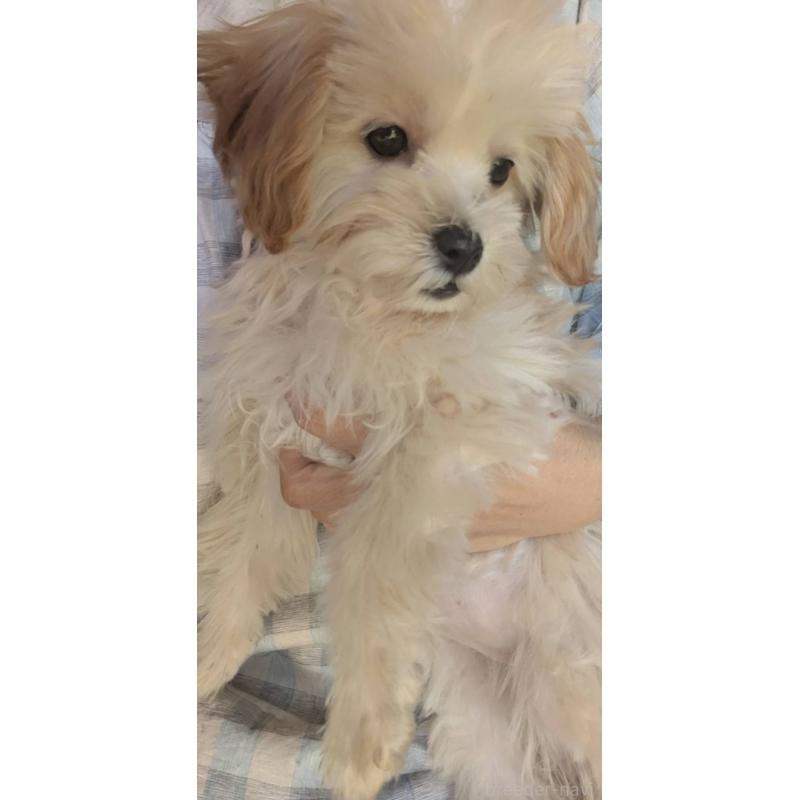 販売中の埼玉県のマルプー:マルチーズ×トイプードル-423399の18枚目