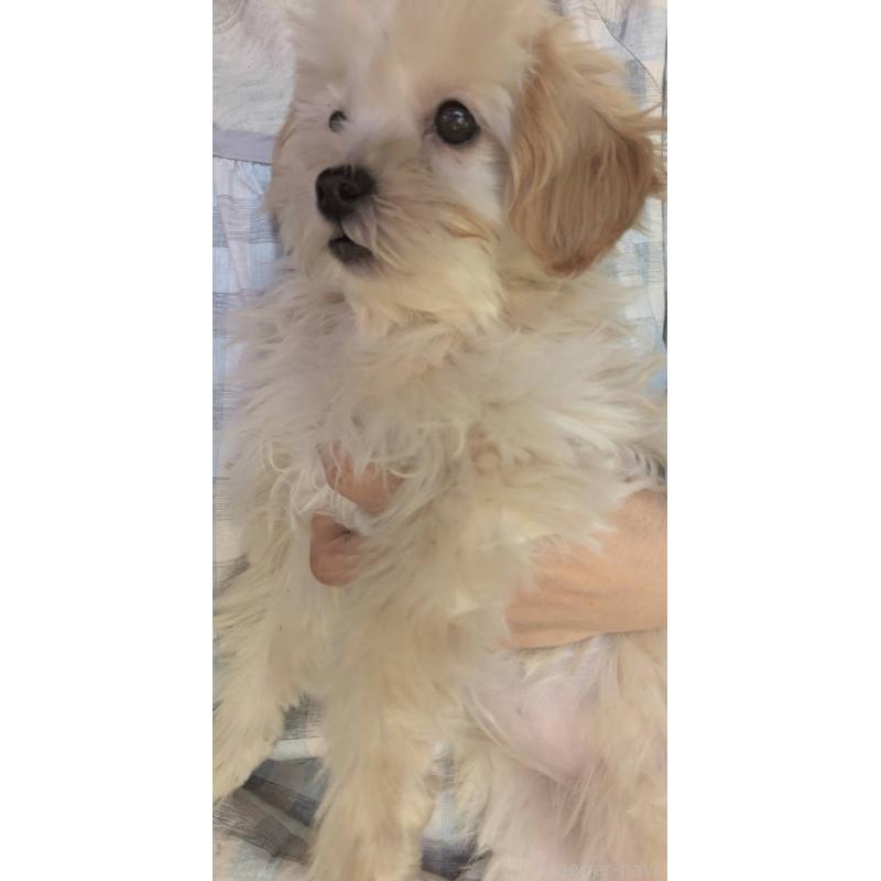 販売中の埼玉県のマルプー:マルチーズ×トイプードル-423399の16枚目