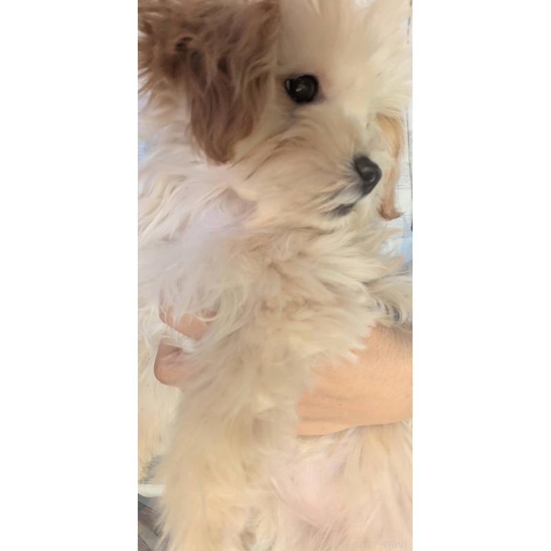 販売中の埼玉県のマルプー:マルチーズ×トイプードル-423399の15枚目