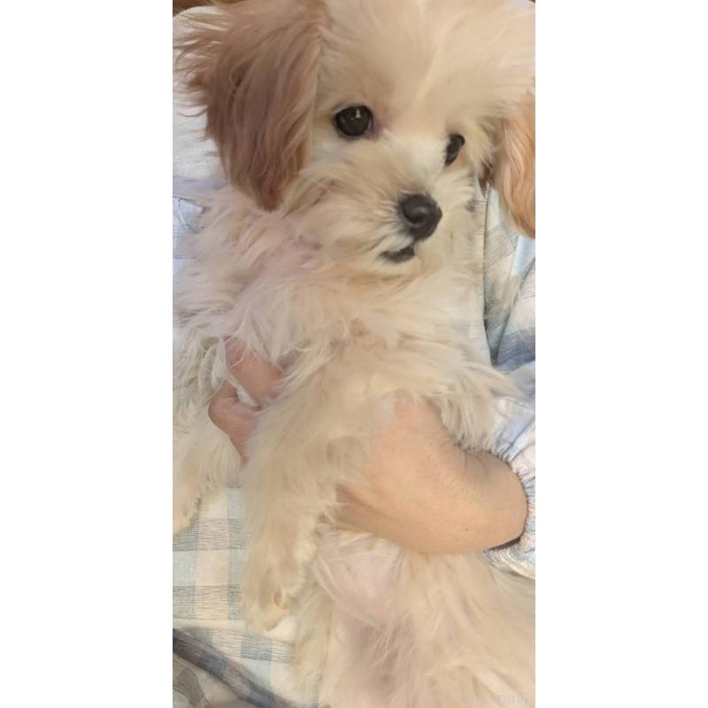 販売中の埼玉県のマルプー:マルチーズ×トイプードル-423399の14枚目