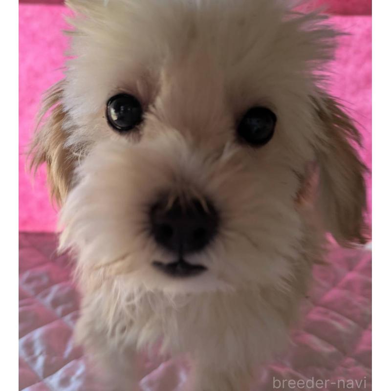 販売中の埼玉県のマルプー:マルチーズ×トイプードル-423399の13枚目