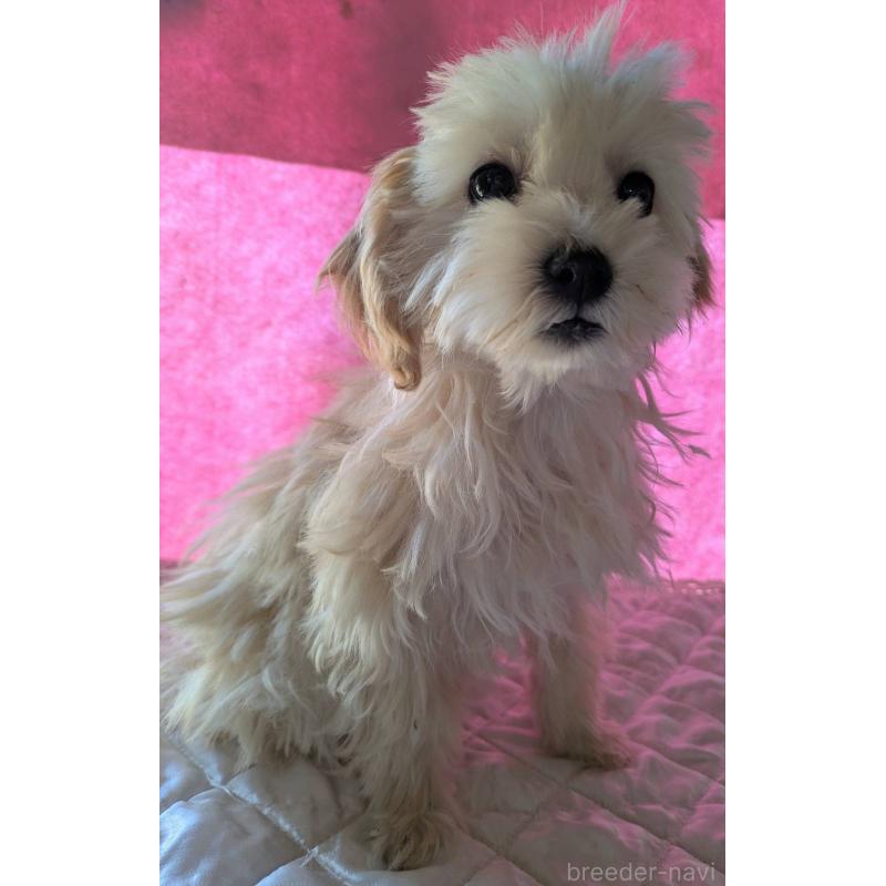 販売中の埼玉県のマルプー:マルチーズ×トイプードル-423399の12枚目