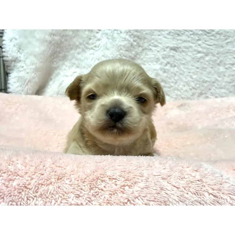 販売中の東京都のチワプー:チワワ×トイプードル-437364の1枚目