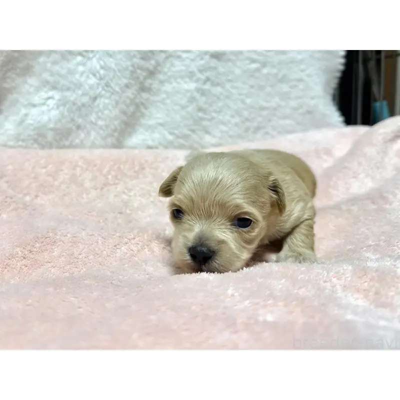 販売中の東京都のチワプー:チワワ×トイプードル-437364の5枚目