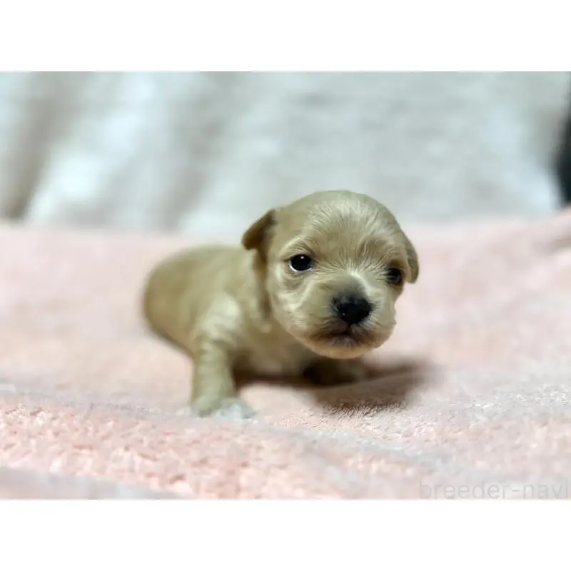 販売中の東京都のチワプー:チワワ×トイプードル-437364の4枚目