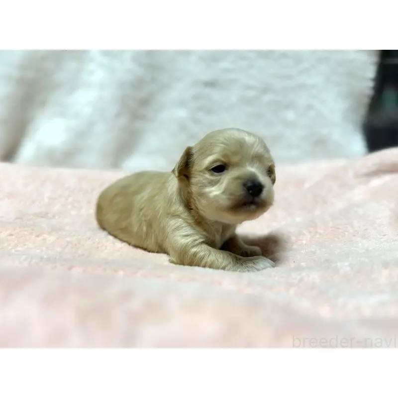 販売中の東京都のチワプー:チワワ×トイプードル-437364の3枚目