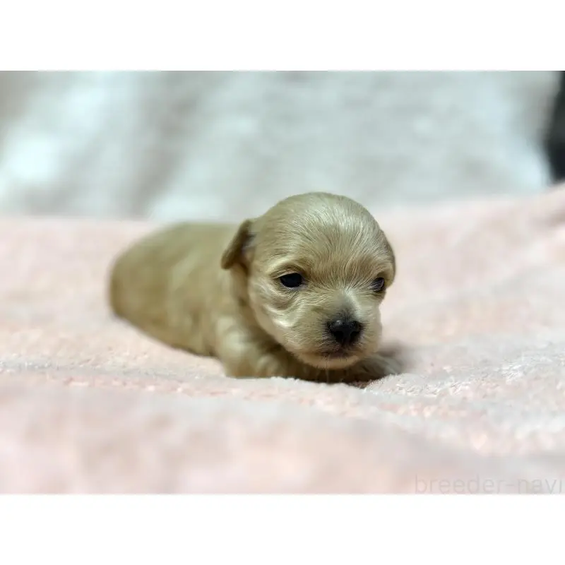 販売中の東京都のチワプー:チワワ×トイプードル-437364の2枚目