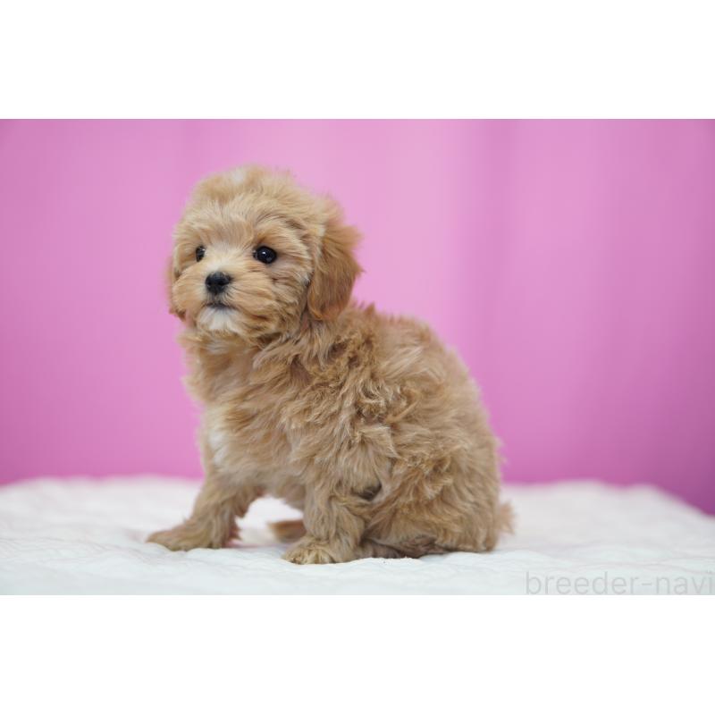 成約済の埼玉県のマルプー:マルチーズ×トイプードル-433047の7枚目