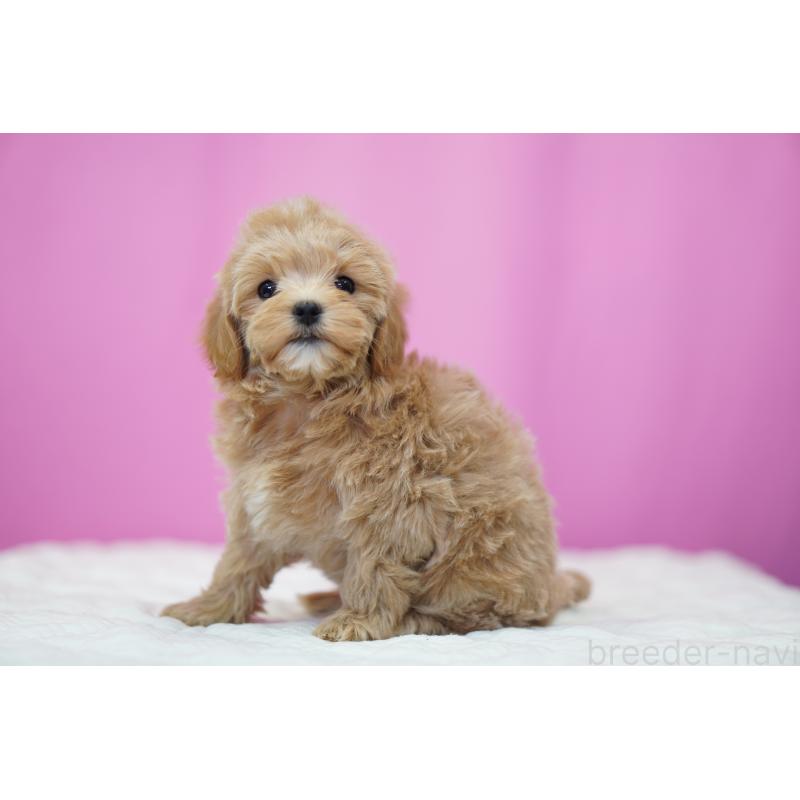 成約済の埼玉県のマルプー:マルチーズ×トイプードル-433047の5枚目