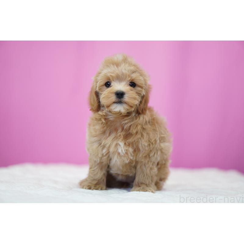 成約済の埼玉県のマルプー:マルチーズ×トイプードル-433047の4枚目