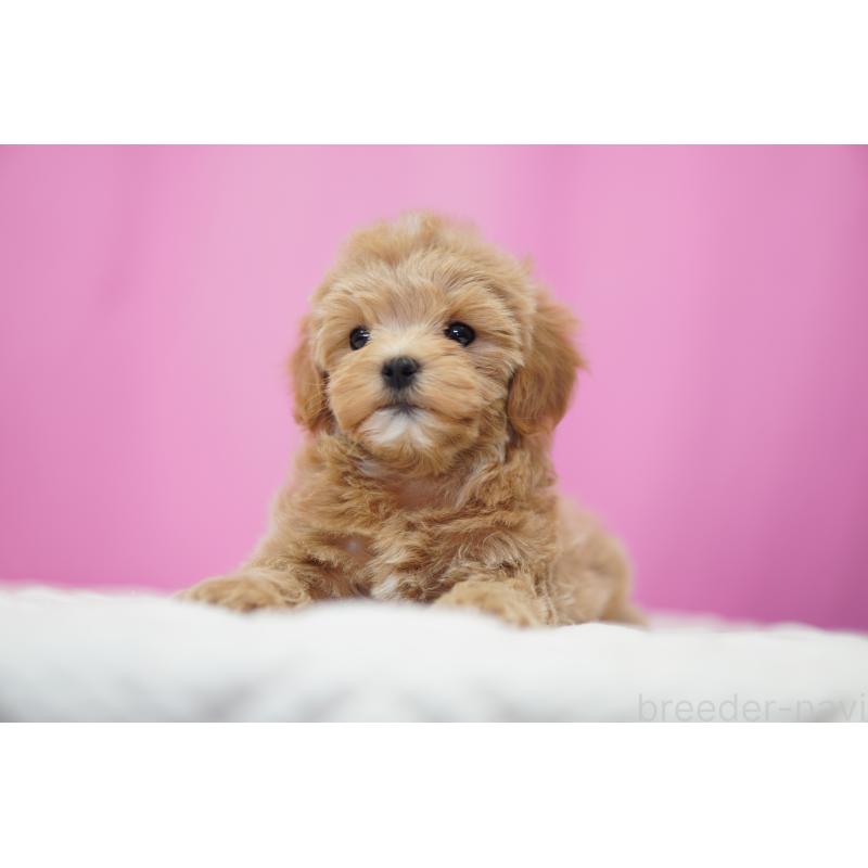 成約済の埼玉県のマルプー:マルチーズ×トイプードル-433047の3枚目