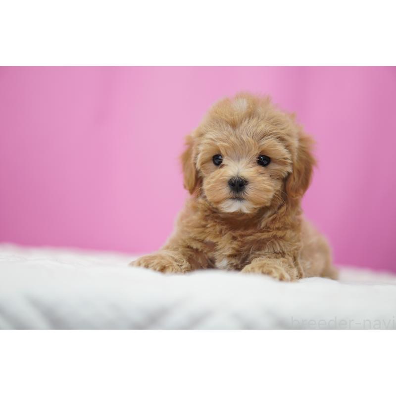 成約済の埼玉県のマルプー:マルチーズ×トイプードル-433047の2枚目