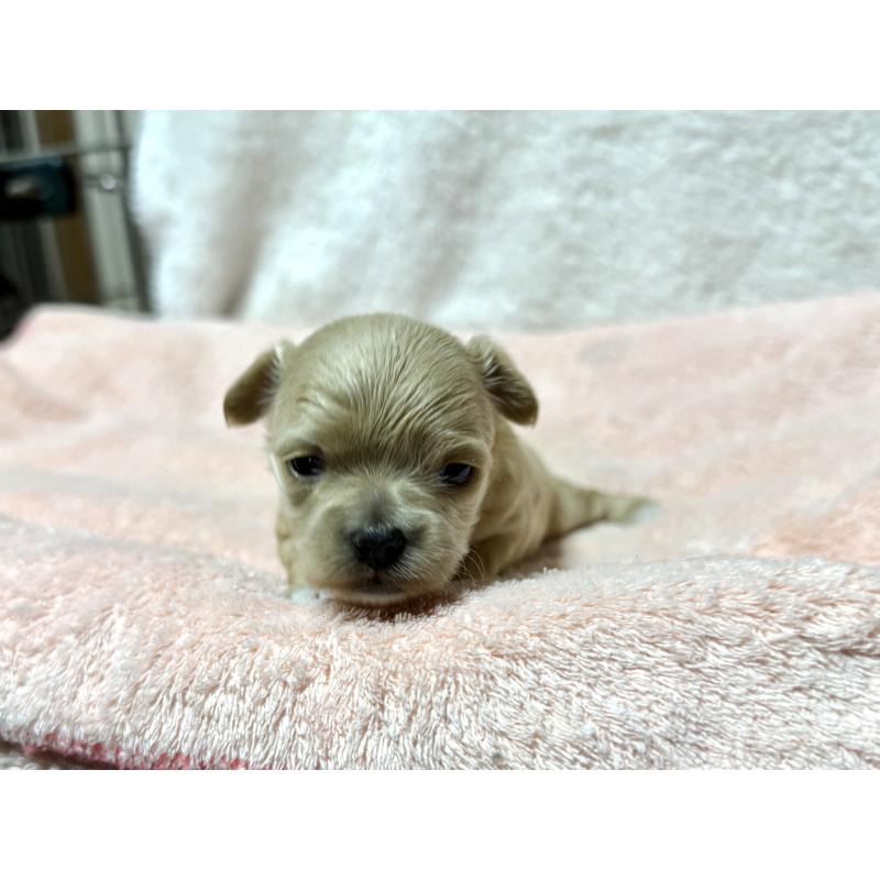 販売中の東京都のチワプー:チワワ×トイプードル-437368の4枚目