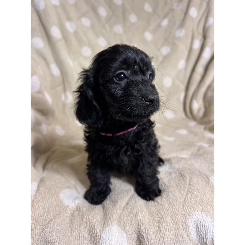 販売中の埼玉県のミックス犬-437373の7枚目