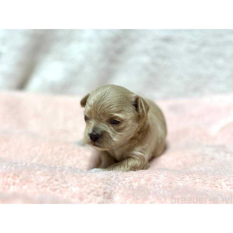 販売中の東京都のチワプー:チワワ×トイプードル-437368の2枚目