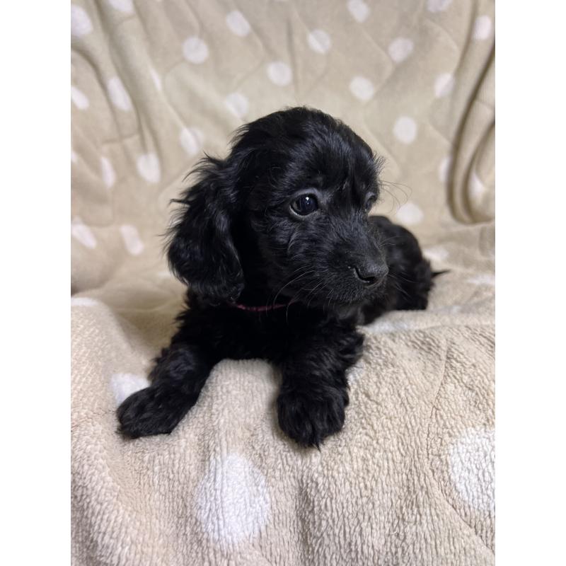 販売中の埼玉県のミックス犬-437373の6枚目