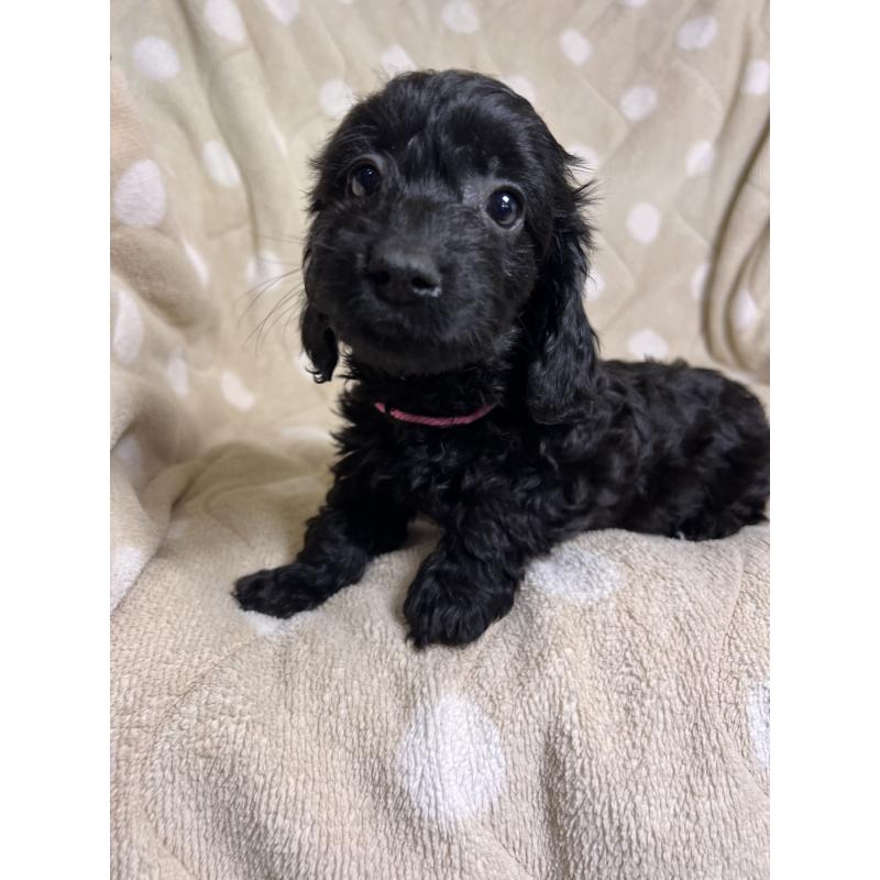 販売中の埼玉県のミックス犬-437373の5枚目