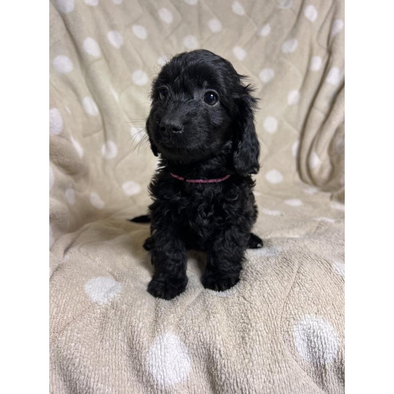 販売中の埼玉県のミックス犬-437373の4枚目