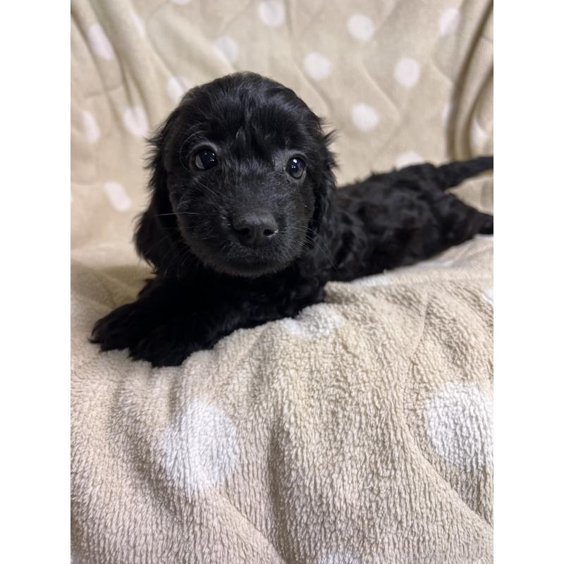 販売中の埼玉県のミックス犬-437373の3枚目