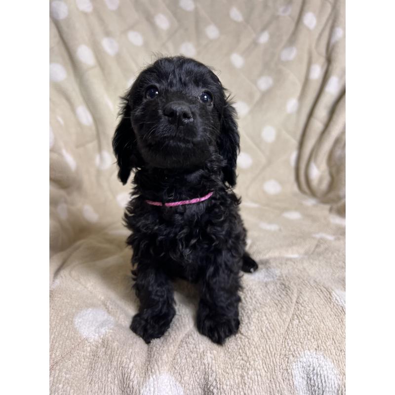 販売中の埼玉県のミックス犬-437373の2枚目