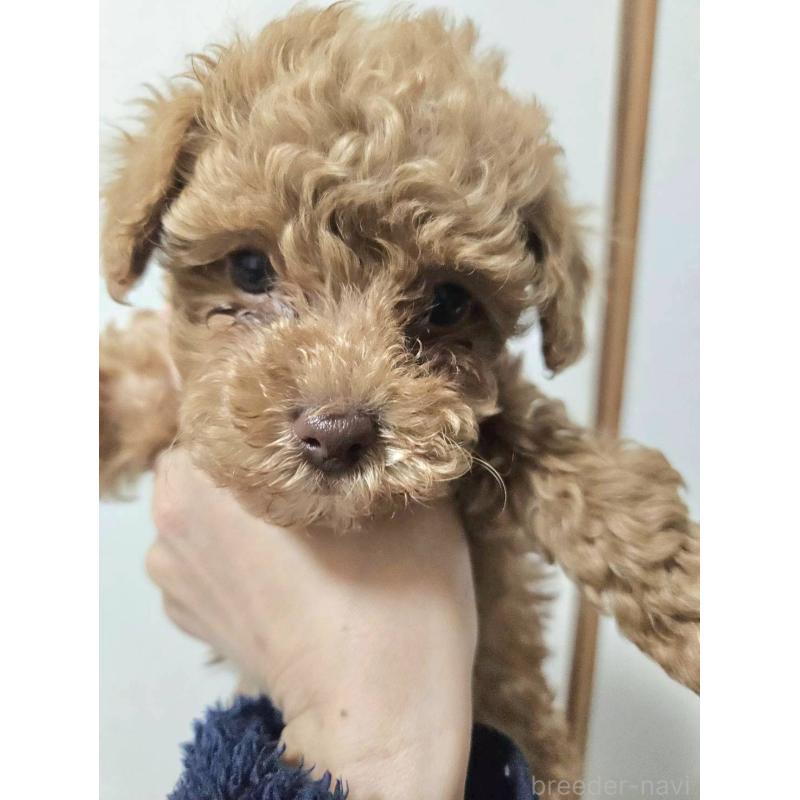 販売中の熊本県のタイニープードル-437369の7枚目