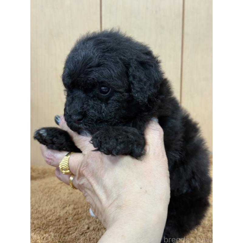 販売中の栃木県のビションプー:ビションフリーゼ×トイプードル-437371の10枚目