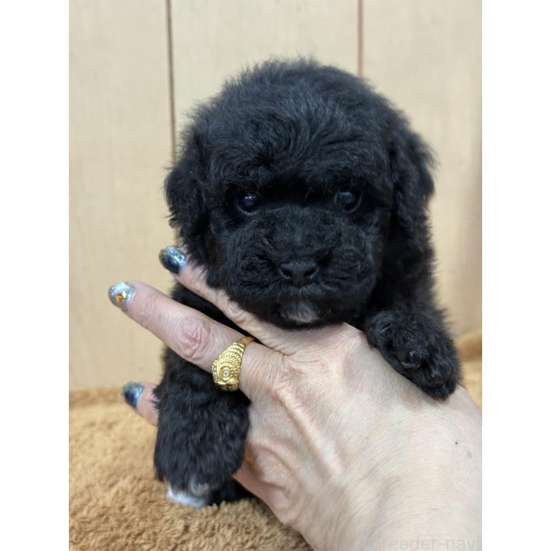 販売中の栃木県のビションプー:ビションフリーゼ×トイプードル-437371の9枚目