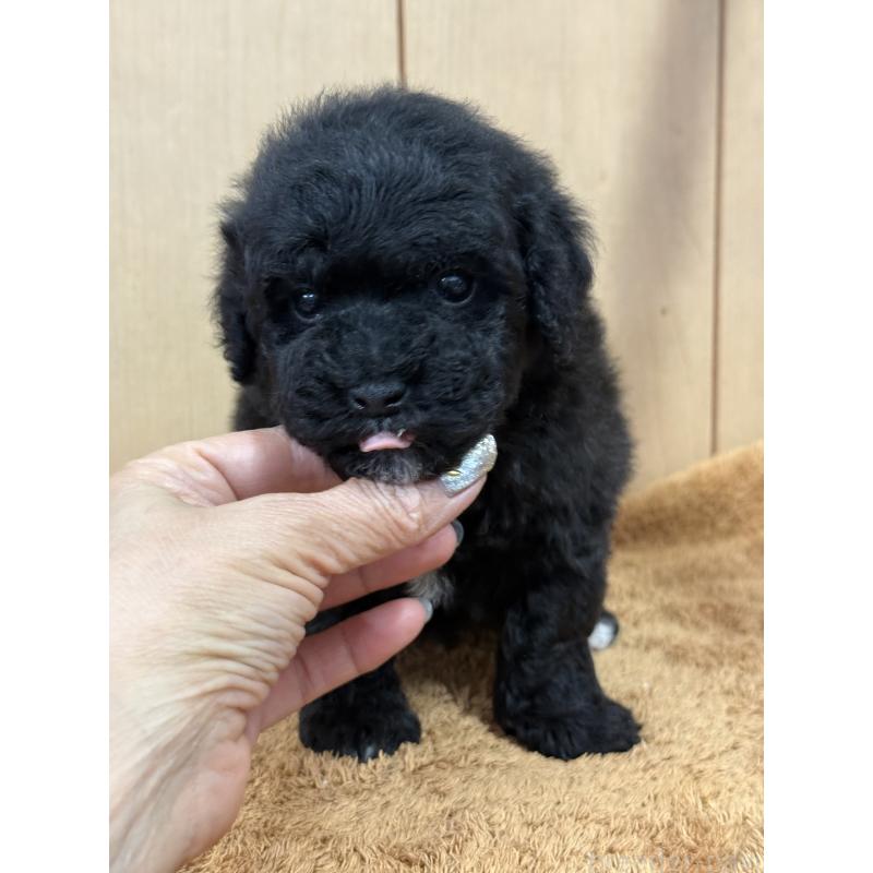 販売中の栃木県のビションプー:ビションフリーゼ×トイプードル-437371の8枚目