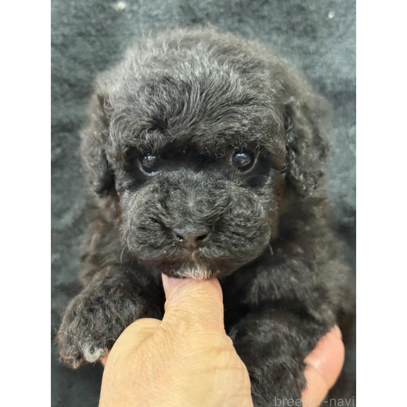 販売中の栃木県のビションプー:ビションフリーゼ×トイプードル-437371の7枚目