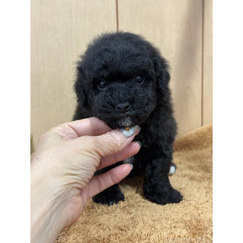 販売中の栃木県のビションプー:ビションフリーゼ×トイプードル-437371の5枚目