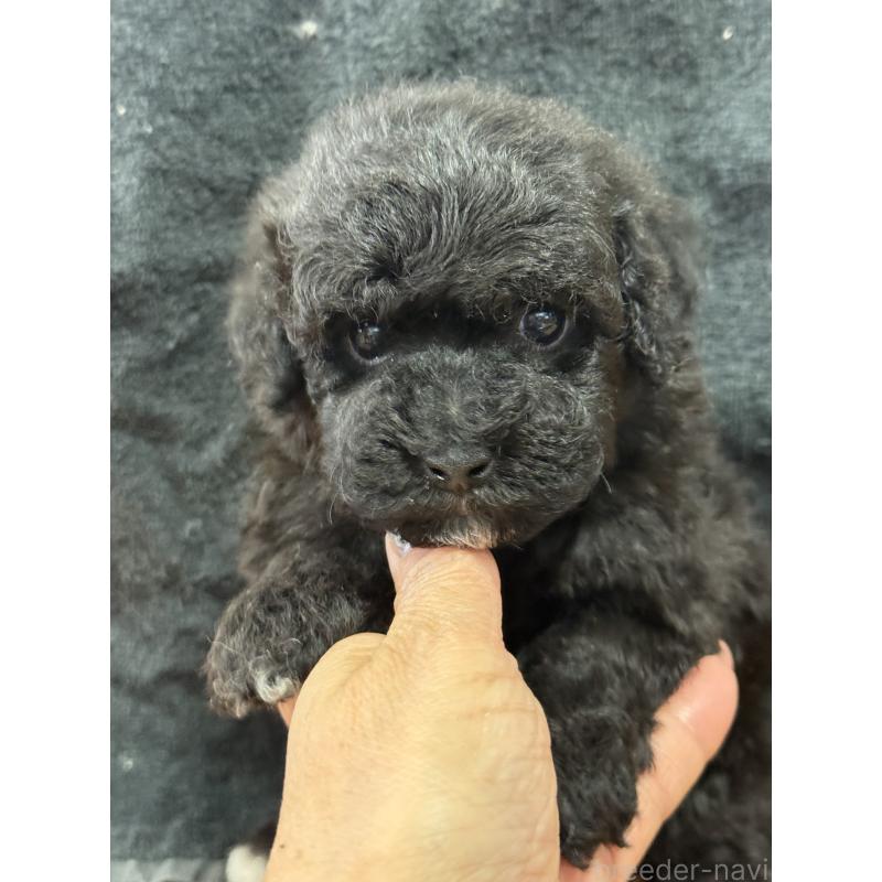 販売中の栃木県のビションプー:ビションフリーゼ×トイプードル-437371の4枚目