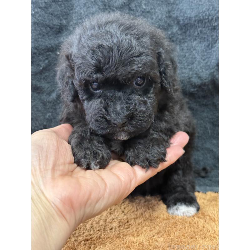 販売中の栃木県のビションプー:ビションフリーゼ×トイプードル-437371の3枚目